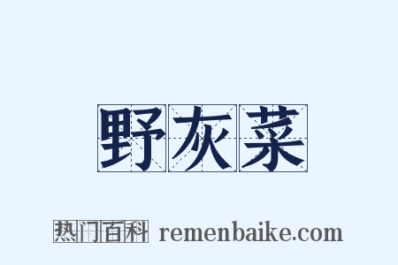 野灰菜是什么意思的图片